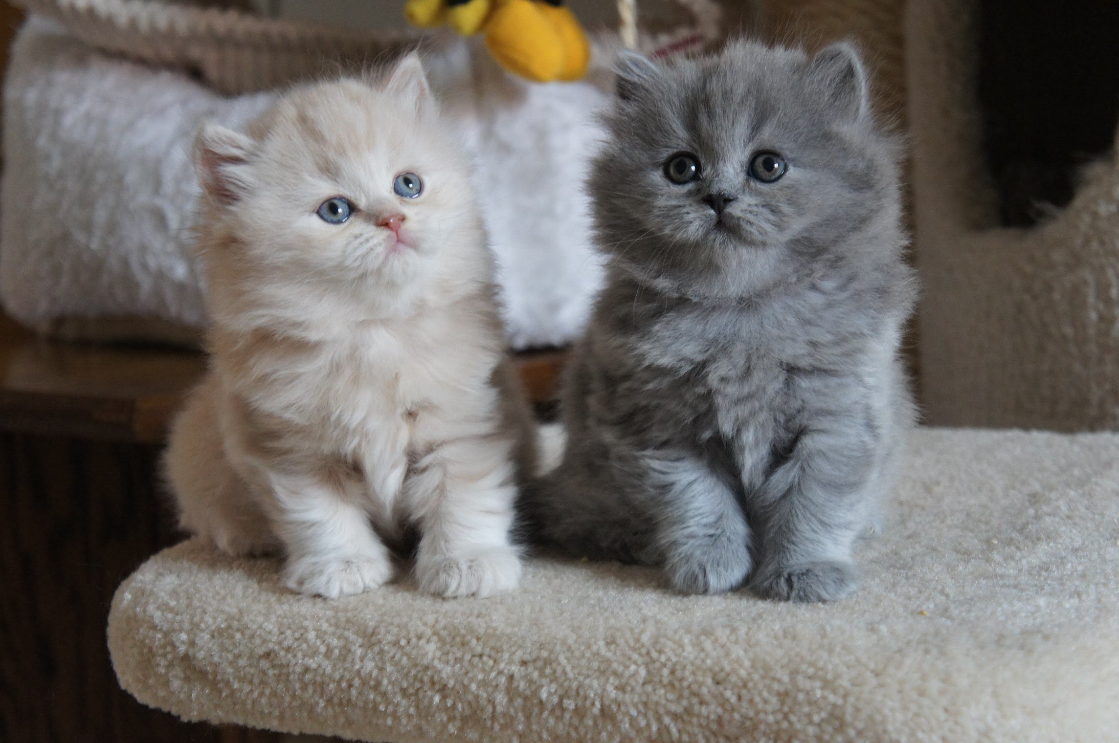 longhaired grey tabby kitten