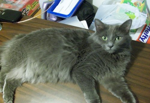 Nebelung Info, Personality, Pictures, Kittens