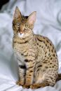 Cheetoh Cat Info, Kittens, Personality, Pictures