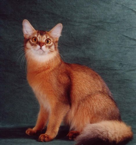 Somali Cat Blue, Ruddy, Red Breed Info, Personality, Grooming, Pictures ...