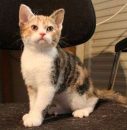 American Wirehair Cat Info, History, Personality, Kittens, Pictures