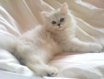 Burmilla Cat Kittens Info, Origin, Temperament, Care, Pictures