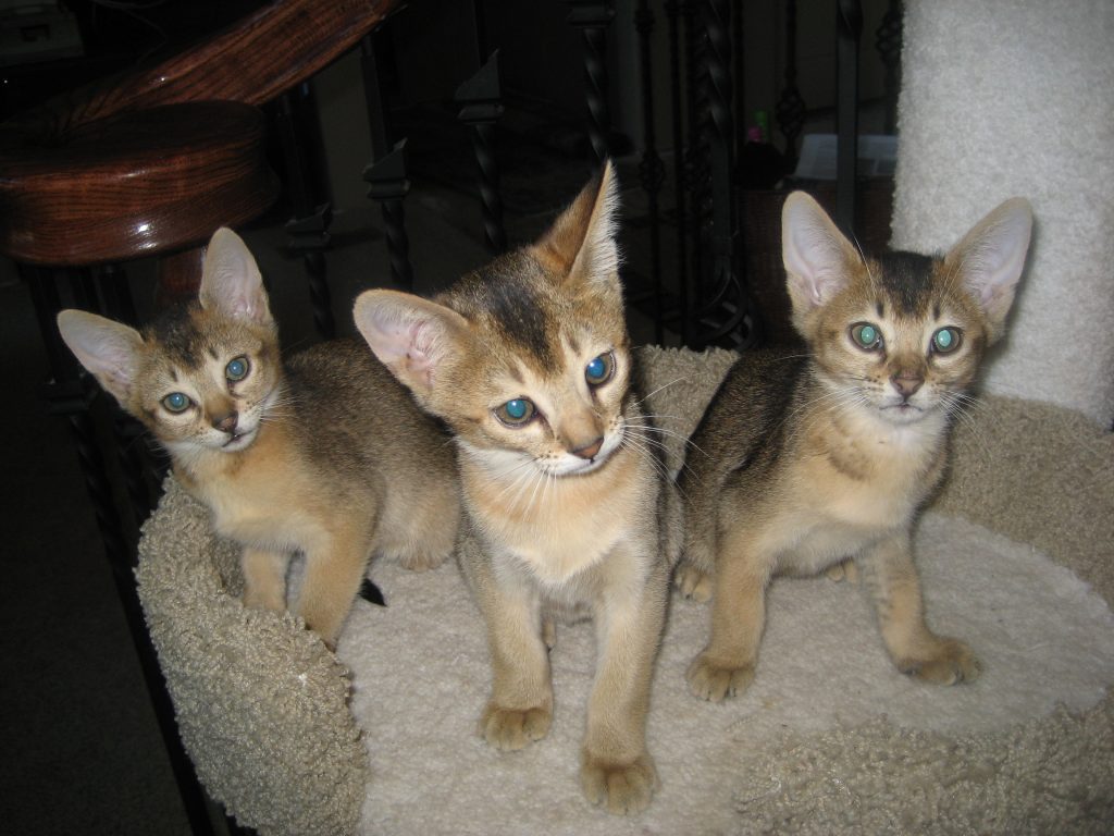 Chausie Cat Info, History, Personality, Kittens, Diet, Pictures | Cat