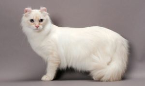 Download American Curl Cat Info, Personality, Grooming, Kittens, Diet, Pictures | Cat Breed Selector