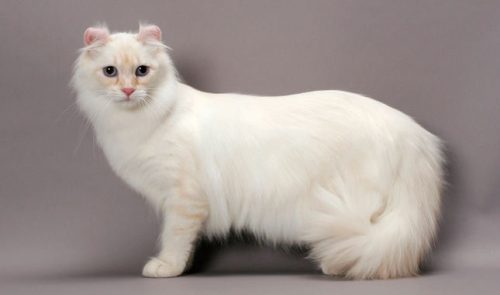 American Curl Cat Info, Personality, Grooming, Kittens, Diet, Pictures