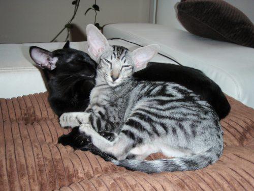 Oriental Shorthair Info History Personality Kittens Diet Pictures