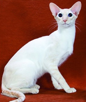 red colorpoint shorthair