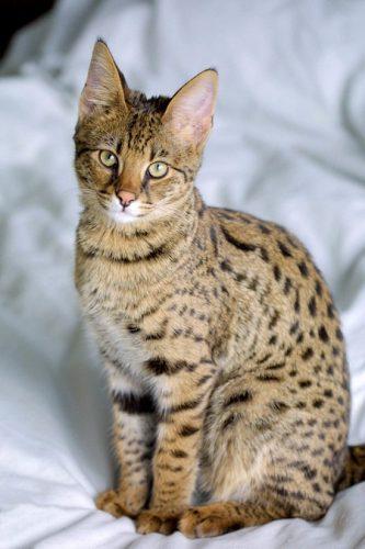 Serengeti Cat Info, Temperament, Care, Training, Pictures