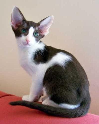 Oriental Bicolor Cat Info Temperament Care Training Pictures