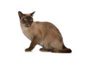 Burmese Cat Info, Personality, Kittens, Pictures