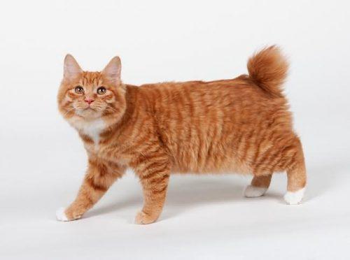 American Bobtail Cat Info, Personality, Kittens, Pictures