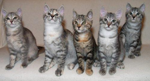 European Shorthair Info, Personality, Kittens, Pictures