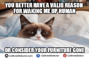 Angry Cat Memes – Cat Breed Selector