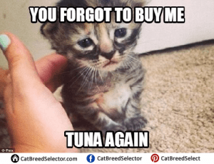 Sad Cat Memes | Cat Breed Selector