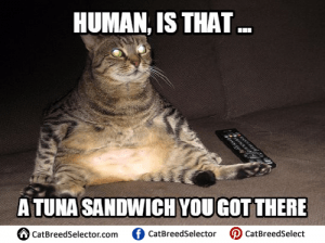 Fat Cat Memes | Cat Breed Selector