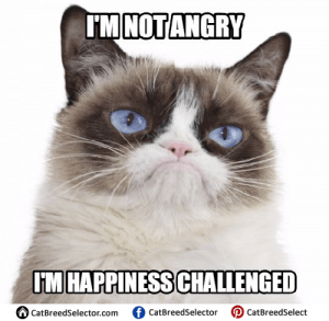 Grumpy Cat Memes – Cat Breed Selector