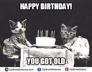 Happy Birthday Cat Memes | Cat Breed Selector