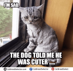 Sad Cat Memes – Cat Breed Selector