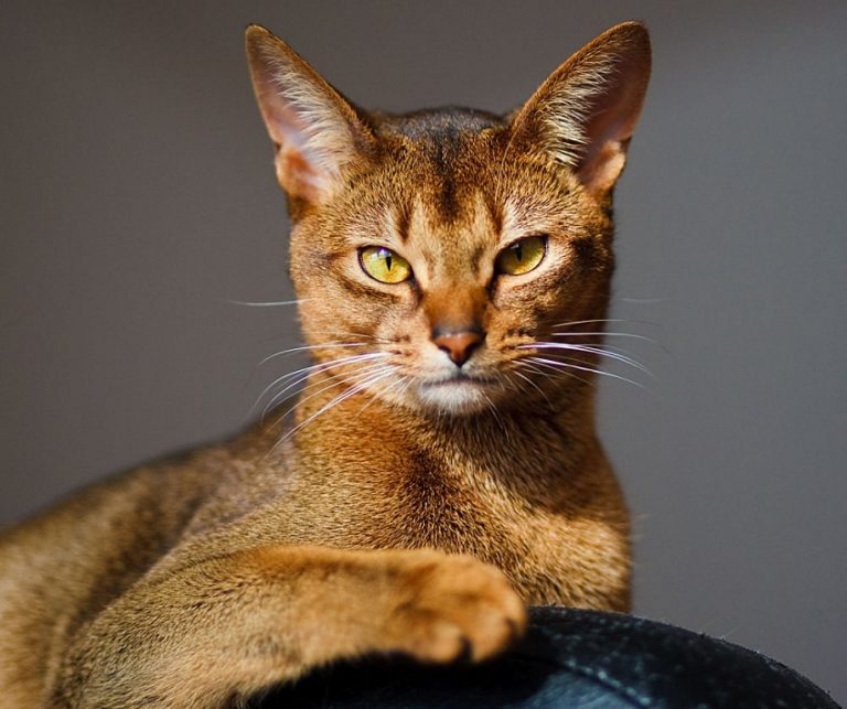 Abyssinian Cat Info, Personality, Colors, Pictures, Video