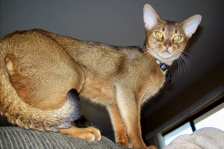 Abyssinian Cat | Cat Breed Selector