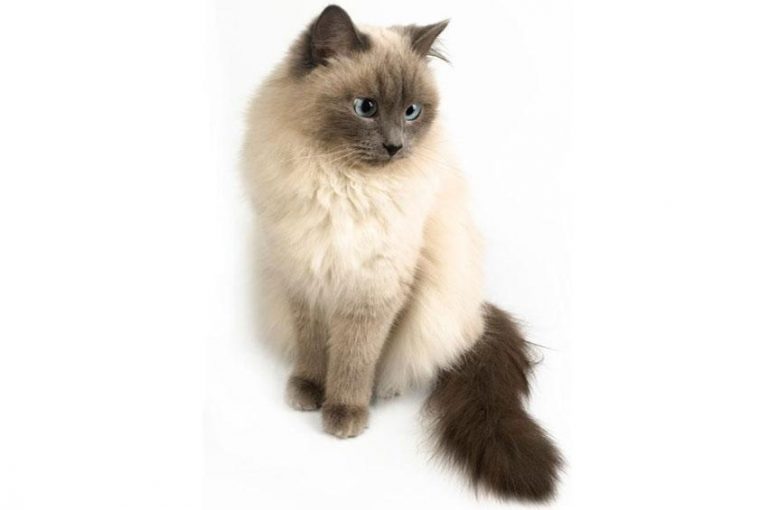 himalayan cat statue