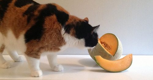 can-cats-eat-cantaloupe