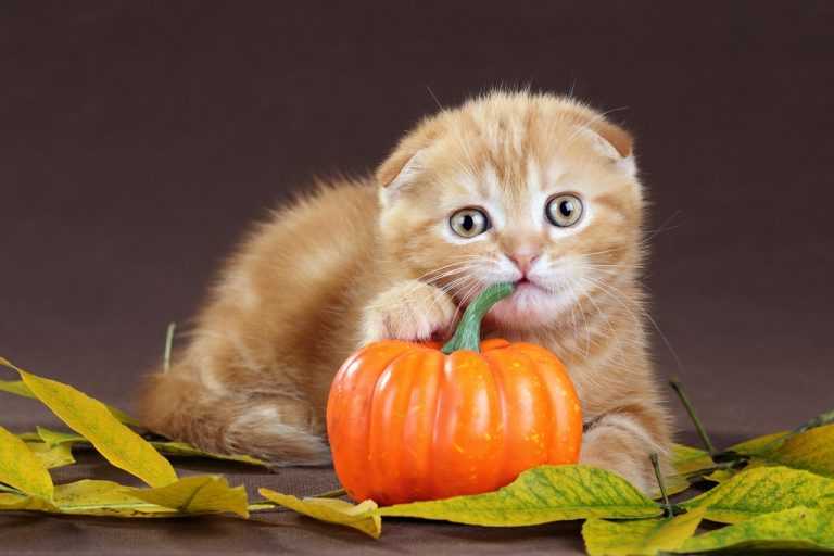 is-pumpkin-good-for-cats