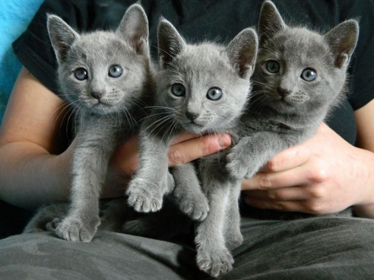 Russian Blue Info, Temperament and Personality, Kittens, Shedding, Pictures