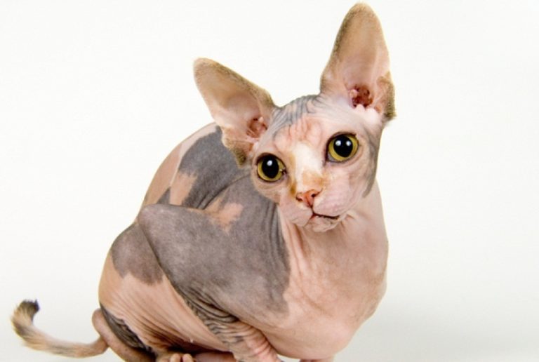 Sphynx Cat Info, Personality, How to Care, Pictures