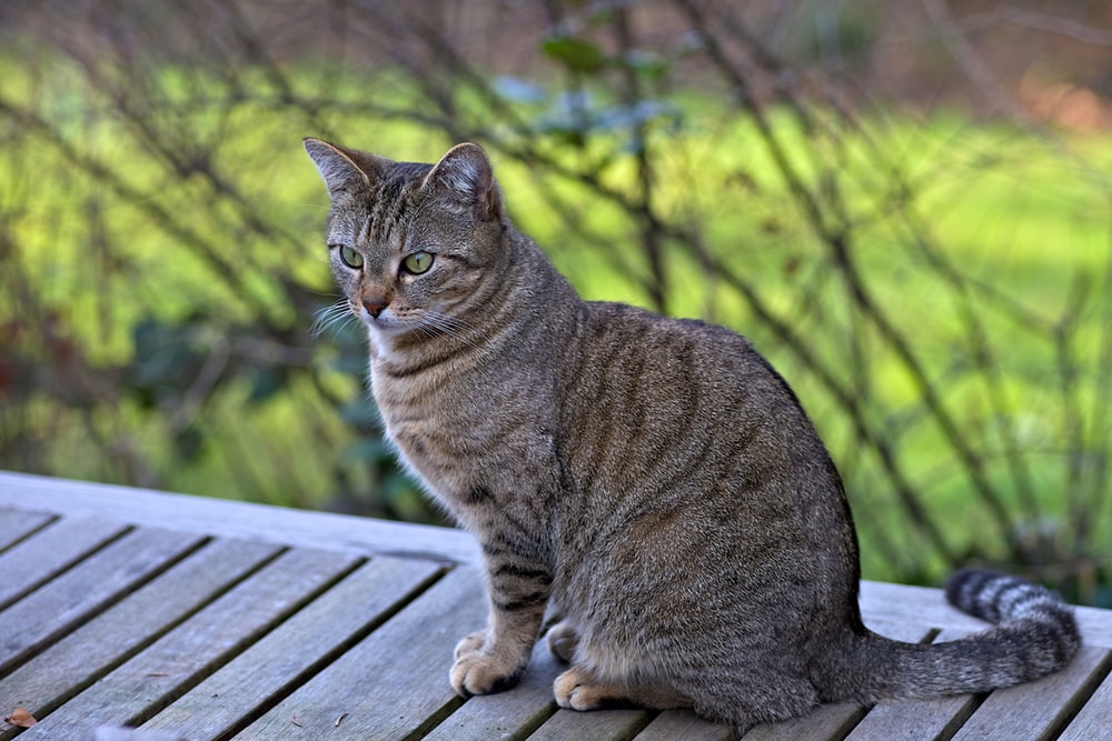 gray spotted tabby cat