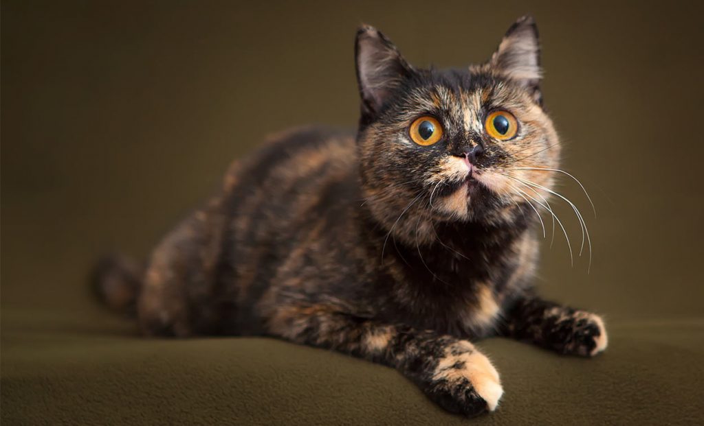 Tortoiseshell Cat Facts with Pictures | Cat Breed Selector