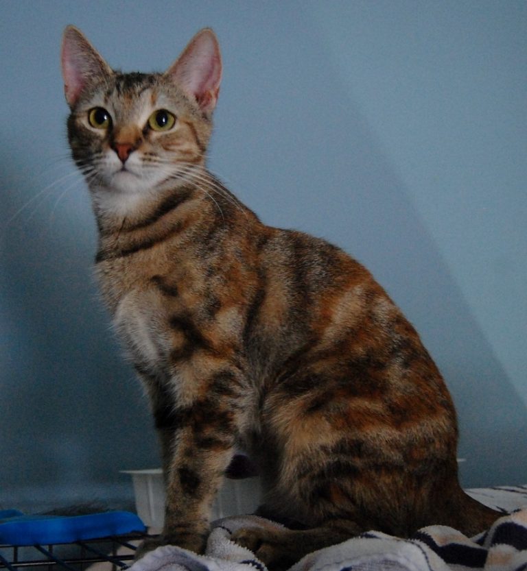 Torbie (Tortoiseshell Tabby) Cat Facts with Pictures